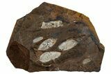Paleocene Fossil Seed Pod Plate - North Dakota #262299-1